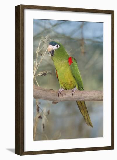 Red-Shouldered Hahnos Macaw-null-Framed Photographic Print