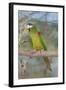 Red-Shouldered Hahnos Macaw-null-Framed Photographic Print