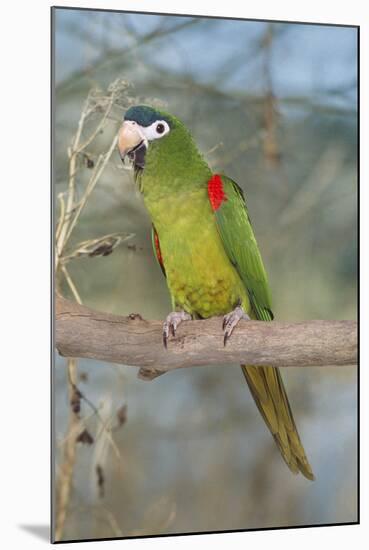 Red-Shouldered Hahnos Macaw-null-Mounted Photographic Print