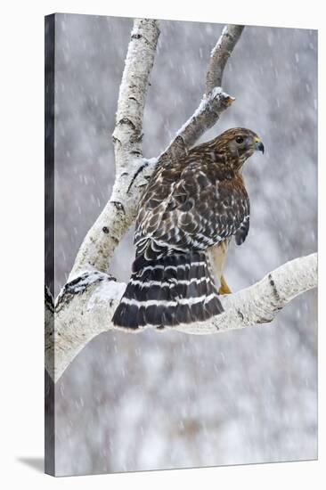 Red-Shouldered Hawk Adult Bird in Snowstorm-null-Stretched Canvas