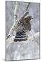 Red-Shouldered Hawk Adult Bird in Snowstorm-null-Mounted Photographic Print