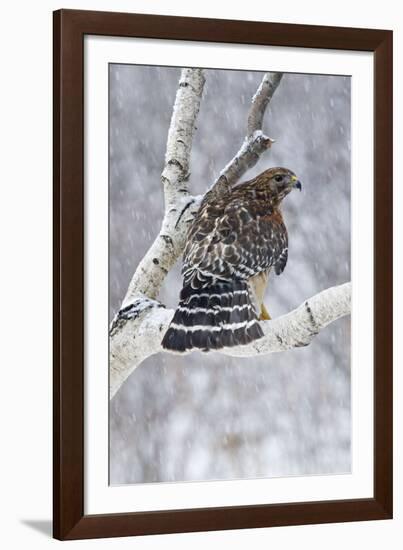 Red-Shouldered Hawk Adult Bird in Snowstorm-null-Framed Photographic Print