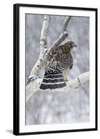 Red-Shouldered Hawk Adult Bird in Snowstorm-null-Framed Photographic Print