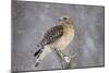 Red-Shouldered Hawk Adult Pale Male in Snow-null-Mounted Photographic Print