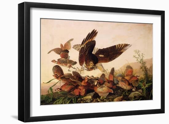 Red-Shouldered Hawk Attacking Bobwhite Partridges, 1827-John James Audubon-Framed Giclee Print