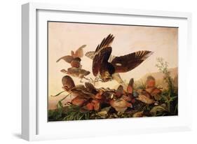 Red-Shouldered Hawk Attacking Bobwhite Partridges, 1827-John James Audubon-Framed Giclee Print