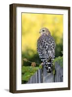 Red-shouldered Hawk (Buteo lineatus) adult, hunting from fence, Florida, USA-Edward Myles-Framed Photographic Print