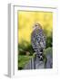 Red-shouldered Hawk (Buteo lineatus) adult, hunting from fence, Florida, USA-Edward Myles-Framed Photographic Print