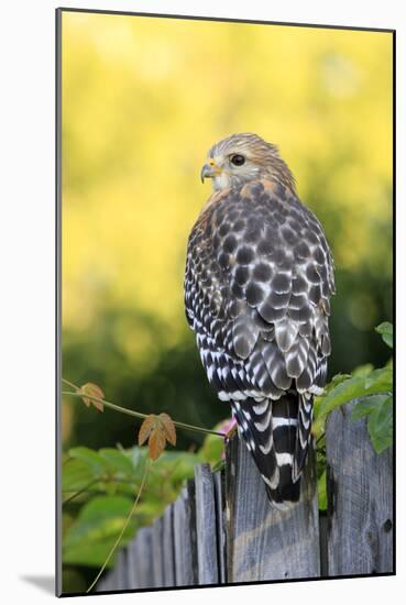 Red-shouldered Hawk (Buteo lineatus) adult, hunting from fence, Florida, USA-Edward Myles-Mounted Photographic Print