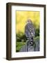 Red-shouldered Hawk (Buteo lineatus) adult, hunting from fence, Florida, USA-Edward Myles-Framed Photographic Print