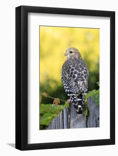 Red-shouldered Hawk (Buteo lineatus) adult, hunting from fence, Florida, USA-Edward Myles-Framed Photographic Print