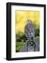 Red-shouldered Hawk (Buteo lineatus) adult, hunting from fence, Florida, USA-Edward Myles-Framed Photographic Print