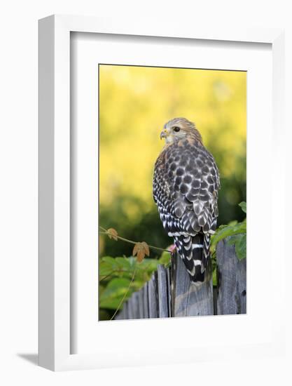 Red-shouldered Hawk (Buteo lineatus) adult, hunting from fence, Florida, USA-Edward Myles-Framed Photographic Print