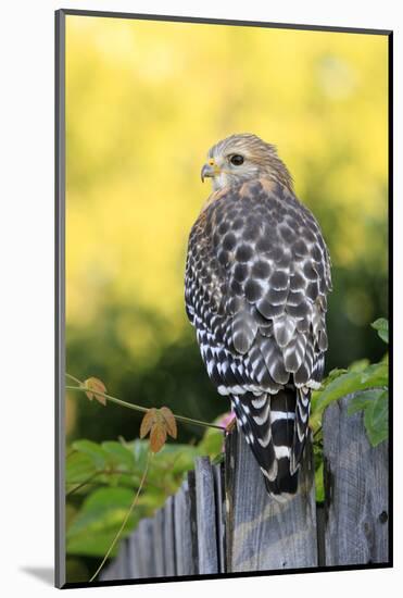 Red-shouldered Hawk (Buteo lineatus) adult, hunting from fence, Florida, USA-Edward Myles-Mounted Photographic Print