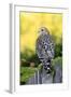 Red-shouldered Hawk (Buteo lineatus) adult, hunting from fence, Florida, USA-Edward Myles-Framed Photographic Print