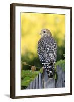 Red-shouldered Hawk (Buteo lineatus) adult, hunting from fence, Florida, USA-Edward Myles-Framed Photographic Print