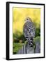 Red-shouldered Hawk (Buteo lineatus) adult, hunting from fence, Florida, USA-Edward Myles-Framed Photographic Print