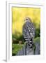 Red-shouldered Hawk (Buteo lineatus) adult, hunting from fence, Florida, USA-Edward Myles-Framed Photographic Print