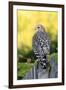 Red-shouldered Hawk (Buteo lineatus) adult, hunting from fence, Florida, USA-Edward Myles-Framed Photographic Print