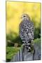 Red-shouldered Hawk (Buteo lineatus) adult, hunting from fence, Florida, USA-Edward Myles-Mounted Photographic Print