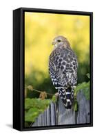 Red-shouldered Hawk (Buteo lineatus) adult, hunting from fence, Florida, USA-Edward Myles-Framed Stretched Canvas