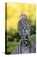 Red-shouldered Hawk (Buteo lineatus) adult, hunting from fence, Florida, USA-Edward Myles-Stretched Canvas