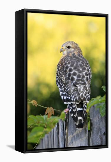 Red-shouldered Hawk (Buteo lineatus) adult, hunting from fence, Florida, USA-Edward Myles-Framed Stretched Canvas