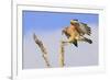 Red-shouldered Hawk (Buteo lineatus) adult, in flight, landing on dead tree, Florida-Edward Myles-Framed Photographic Print