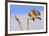 Red-shouldered Hawk (Buteo lineatus) adult, in flight, landing on dead tree, Florida-Edward Myles-Framed Photographic Print