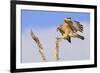 Red-shouldered Hawk (Buteo lineatus) adult, in flight, landing on dead tree, Florida-Edward Myles-Framed Photographic Print