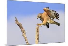 Red-shouldered Hawk (Buteo lineatus) adult, in flight, landing on dead tree, Florida-Edward Myles-Mounted Photographic Print