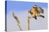 Red-shouldered Hawk (Buteo lineatus) adult, in flight, landing on dead tree, Florida-Edward Myles-Stretched Canvas