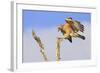 Red-shouldered Hawk (Buteo lineatus) adult, in flight, landing on dead tree, Florida-Edward Myles-Framed Photographic Print