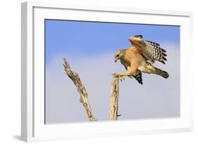 Red-shouldered Hawk (Buteo lineatus) adult, in flight, landing on dead tree, Florida-Edward Myles-Framed Photographic Print