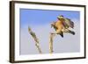 Red-shouldered Hawk (Buteo lineatus) adult, in flight, landing on dead tree, Florida-Edward Myles-Framed Photographic Print