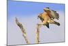 Red-shouldered Hawk (Buteo lineatus) adult, in flight, landing on dead tree, Florida-Edward Myles-Mounted Photographic Print