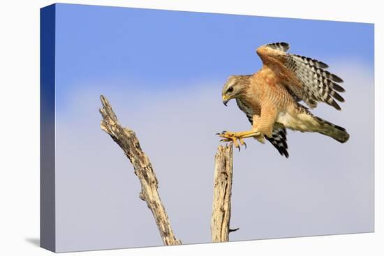 Red-shouldered Hawk (Buteo lineatus) adult, in flight, landing on dead tree, Florida-Edward Myles-Stretched Canvas