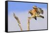 Red-shouldered Hawk (Buteo lineatus) adult, in flight, landing on dead tree, Florida-Edward Myles-Framed Stretched Canvas