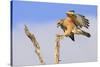 Red-shouldered Hawk (Buteo lineatus) adult, in flight, landing on dead tree, Florida-Edward Myles-Stretched Canvas