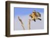 Red-shouldered Hawk (Buteo lineatus) adult, in flight, landing on dead tree, Florida-Edward Myles-Framed Photographic Print