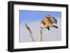 Red-shouldered Hawk (Buteo lineatus) adult, in flight, landing on dead tree, Florida-Edward Myles-Framed Photographic Print