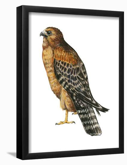 Red-Shouldered Hawk (Buteo Lineatus), Birds-Encyclopaedia Britannica-Framed Poster