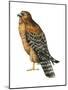 Red-Shouldered Hawk (Buteo Lineatus), Birds-Encyclopaedia Britannica-Mounted Poster