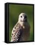 Red-Shouldered Hawk (Buteo Lineatus), J. N. "Ding" Darling National Wildlife Refuge, Florida-James Hager-Framed Stretched Canvas