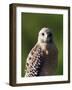 Red-Shouldered Hawk (Buteo Lineatus), J. N. "Ding" Darling National Wildlife Refuge, Florida-James Hager-Framed Photographic Print