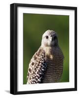 Red-Shouldered Hawk (Buteo Lineatus), J. N. "Ding" Darling National Wildlife Refuge, Florida-James Hager-Framed Photographic Print