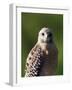 Red-Shouldered Hawk (Buteo Lineatus), J. N. "Ding" Darling National Wildlife Refuge, Florida-James Hager-Framed Photographic Print