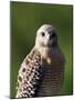 Red-Shouldered Hawk (Buteo Lineatus), J. N. "Ding" Darling National Wildlife Refuge, Florida-James Hager-Mounted Photographic Print