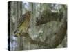 Red-shouldered hawk, Buteo lineatus, perched in Live Oak Tree, Florida-Maresa Pryor-Stretched Canvas