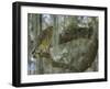 Red-shouldered hawk, Buteo lineatus, perched in Live Oak Tree, Florida-Maresa Pryor-Framed Photographic Print